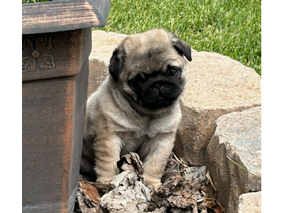 Bit O' Gold Pugs